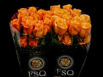 ROSE CAPRICCIO 60